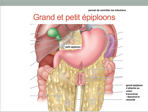 Grand et petit épiplon