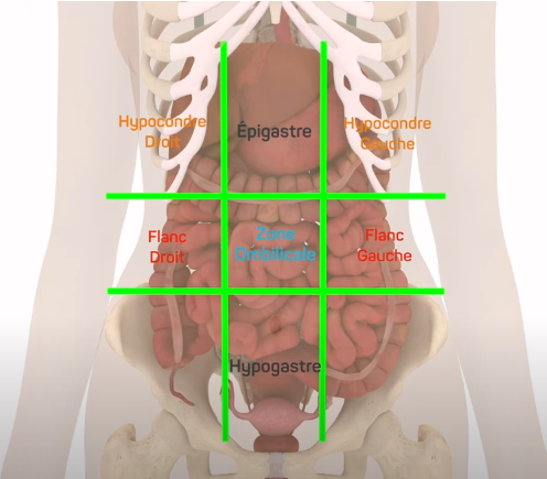 Division de la cavité abdominale